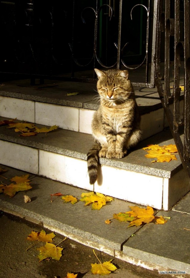 Коты. Как много в этом слове...
