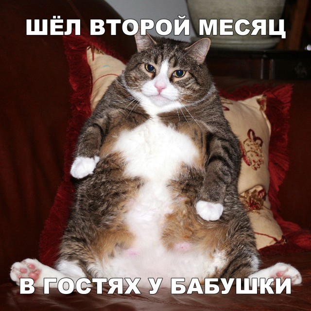 Прикольные картинки обо всем
