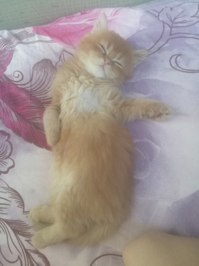Немного милоты