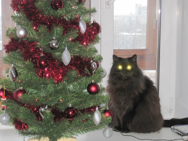 Котовторник 4.01.2011 - первый котовторник года