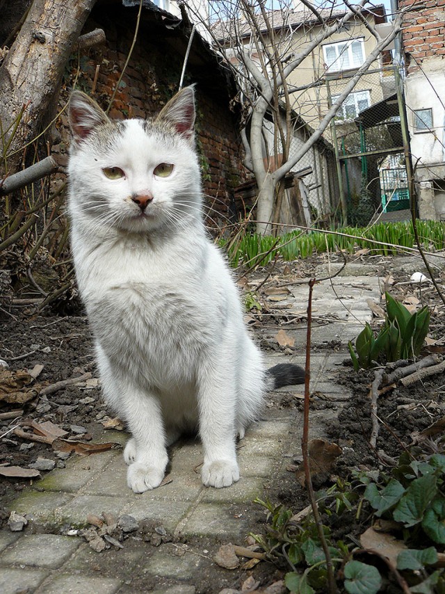 Коты, кошки и котята