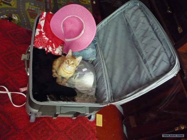Котовторник на середину июня