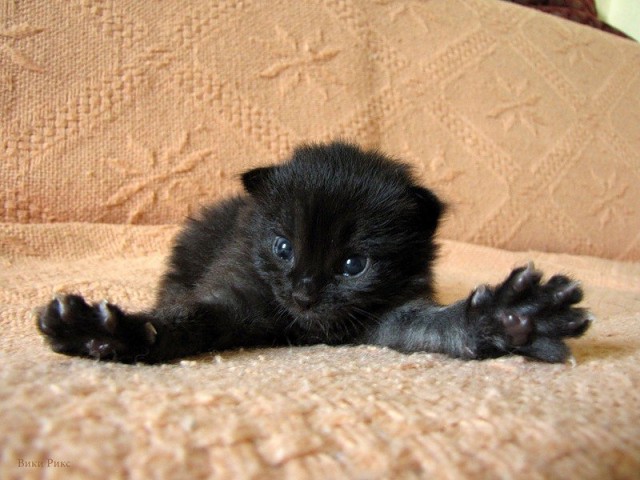 Котовторник с Максом