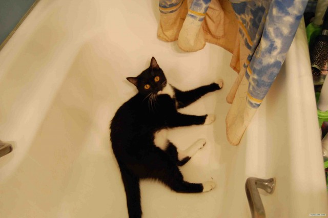 Котовторник так котовторник!