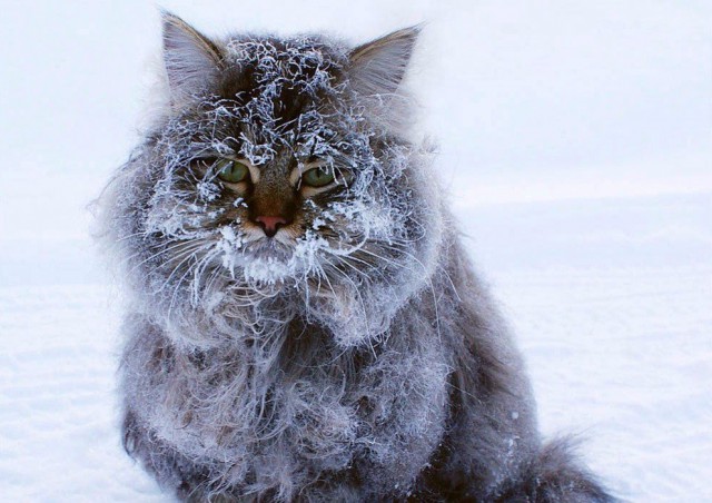 Немного милоты