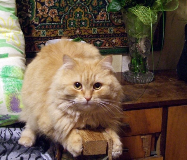 Котовторник 22.11.11