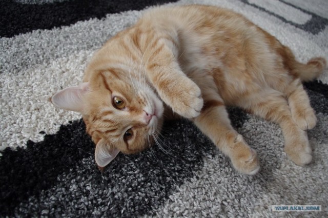 Котовторник 06.12.2011