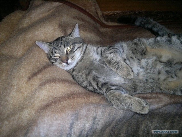 Котовторник (24. 01. 2012 )