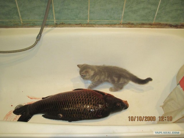 Котовторник 10.04.2012