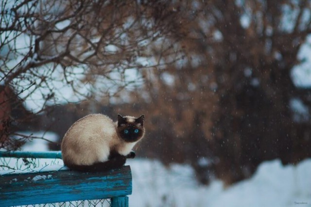Котовторник 29.01.2019!