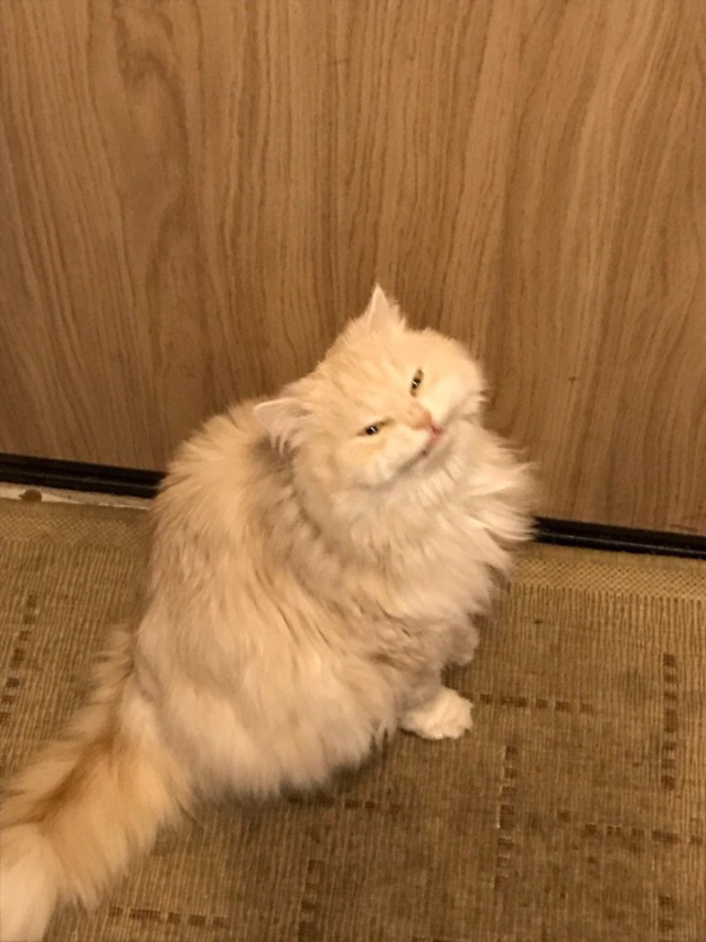 Забавные фото котеек