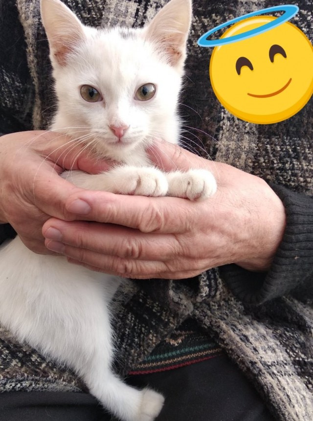 Забавные фото котеек
