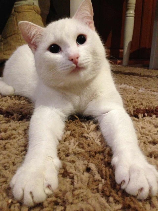 Котовторник! начнем? 04.06.19