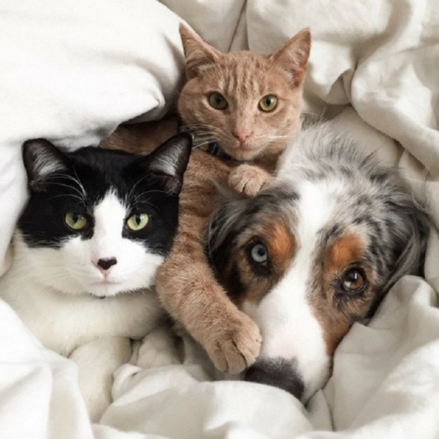 Уже не котовторник, но еще и не собакочетверг