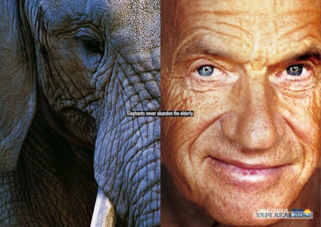 Животные учат быть людьми!