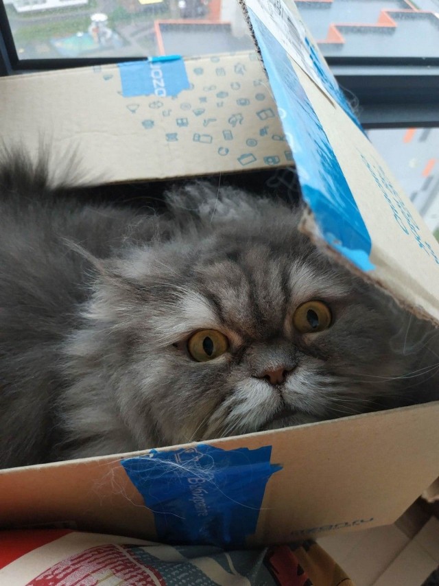 Коты из сети