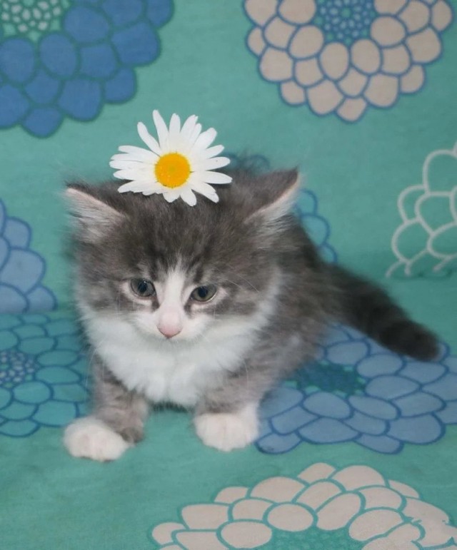 Эти забавные животные