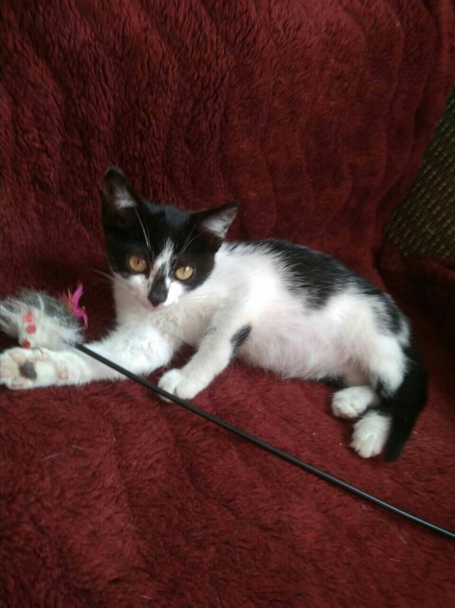 Чуток картинок не про вирус  18.0.  Животные