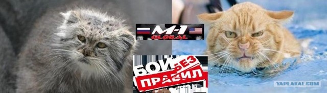 Фотожаба: Позабыт, позаброшен - никто не гладит!