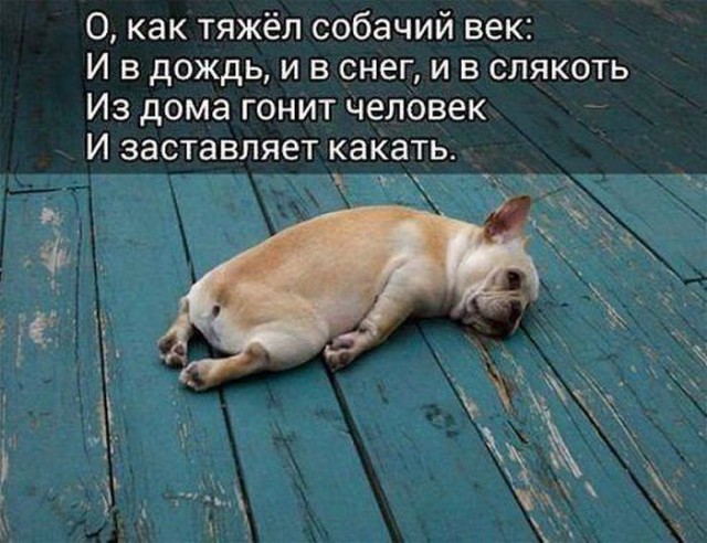 Собаки бывают
