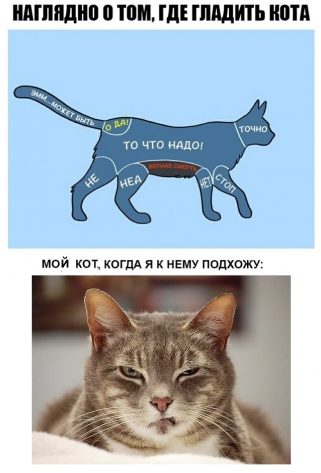 Картинки с надписями и котами