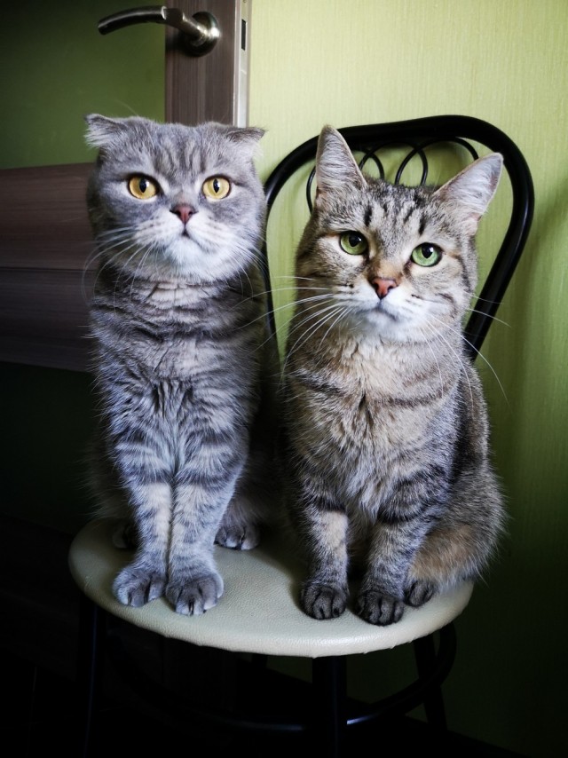 Кошки , кошечки, котяры 14.03.21