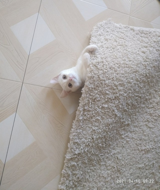 Добрые картинки с животными