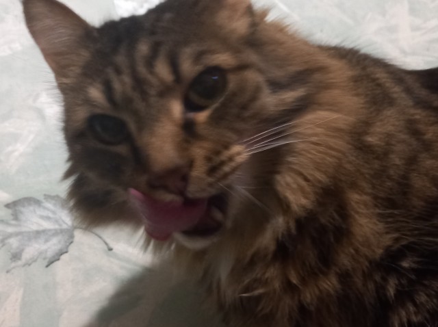 Даешь котовторник!