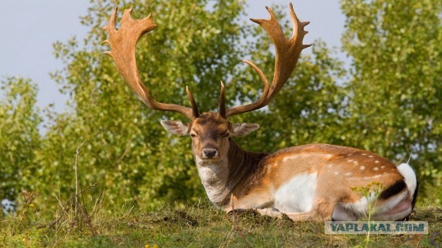 Усыновил сына жены от прошлого брака. Теперь плачу на него алименты