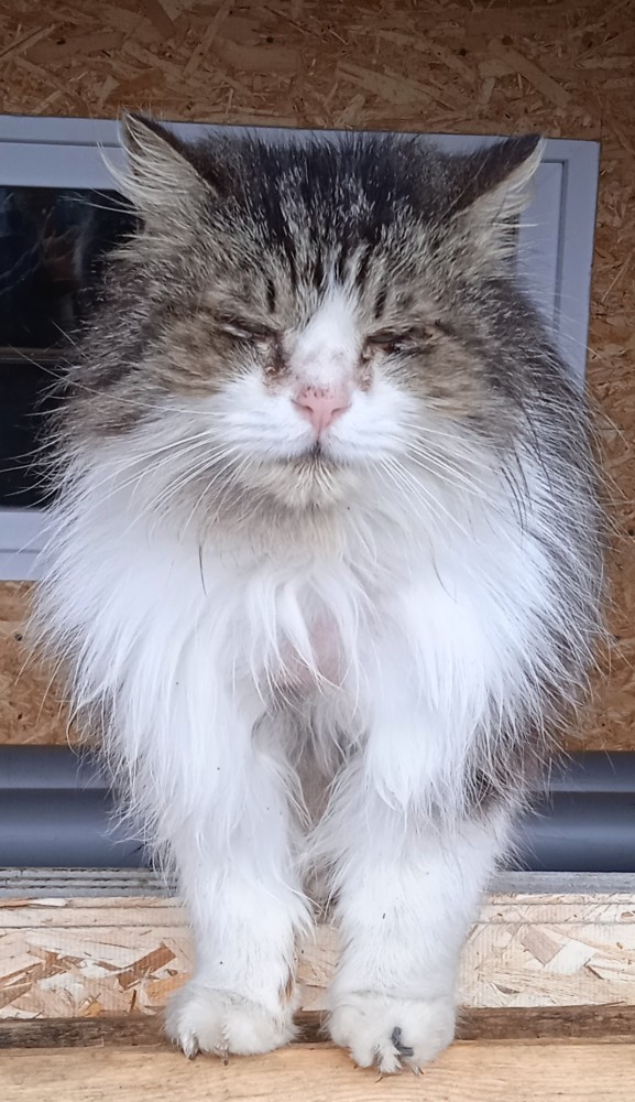 Кошкин день! Я, видимо первый.