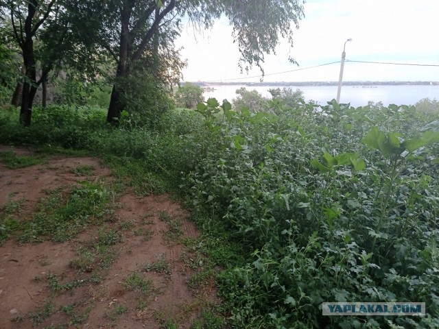 Живу в Волгограде