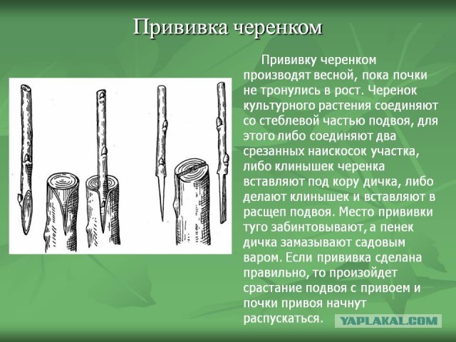 В Кремле поддержали призыв Поповой к всеобщей вакцинации россиян от коронавируса