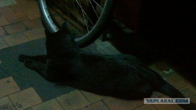 Котовторник. Поговорим о кличках, друзья
