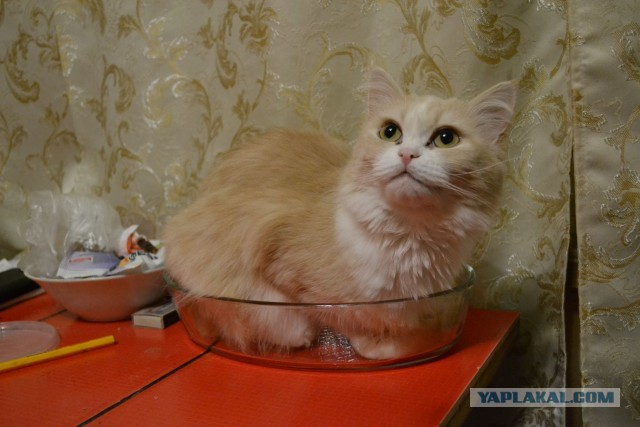 Кошка Варя