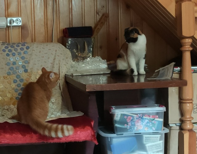 Котовторник (свои добавляем)