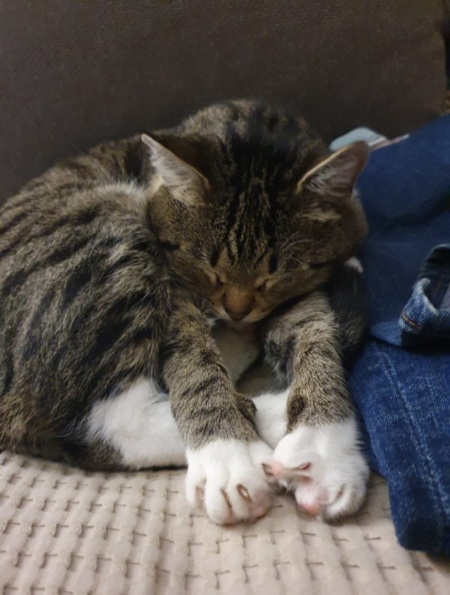 Солнце котовторника уже встало, Господа!
