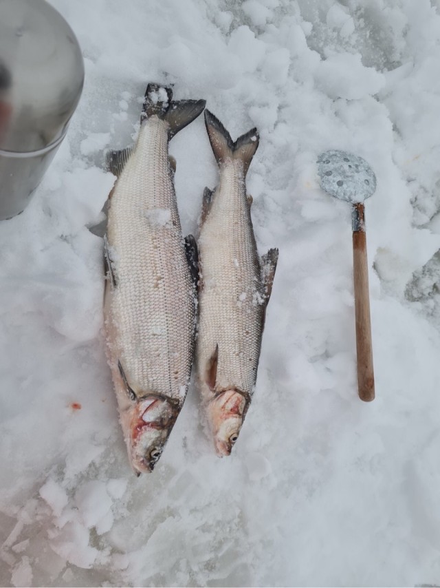 Открыл сезон зимней рыбалки
