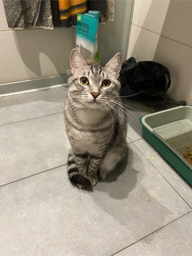МИРУ - МИР ! Котикам - котовторник !