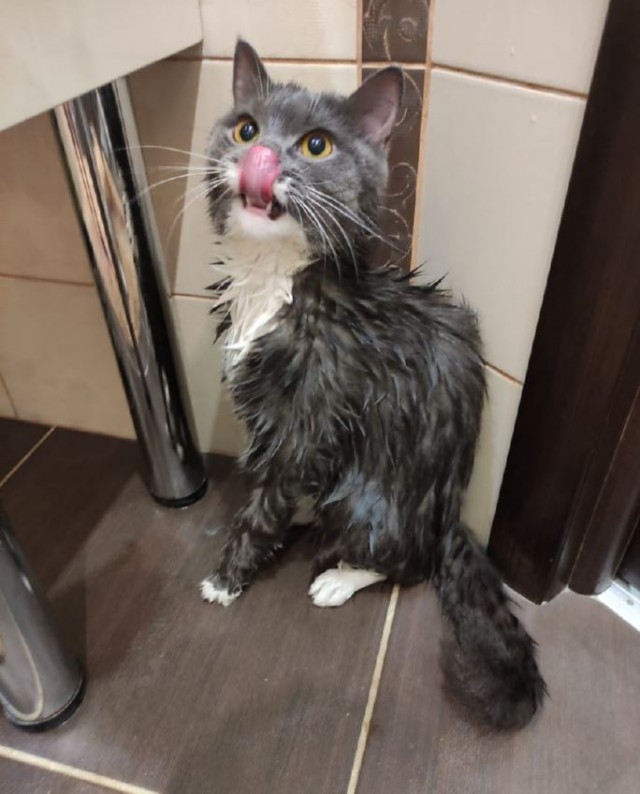 Господа и дамы ЯПа! Котовторник у нас начался! Отойдите от политоты и давайте котиков побольше!