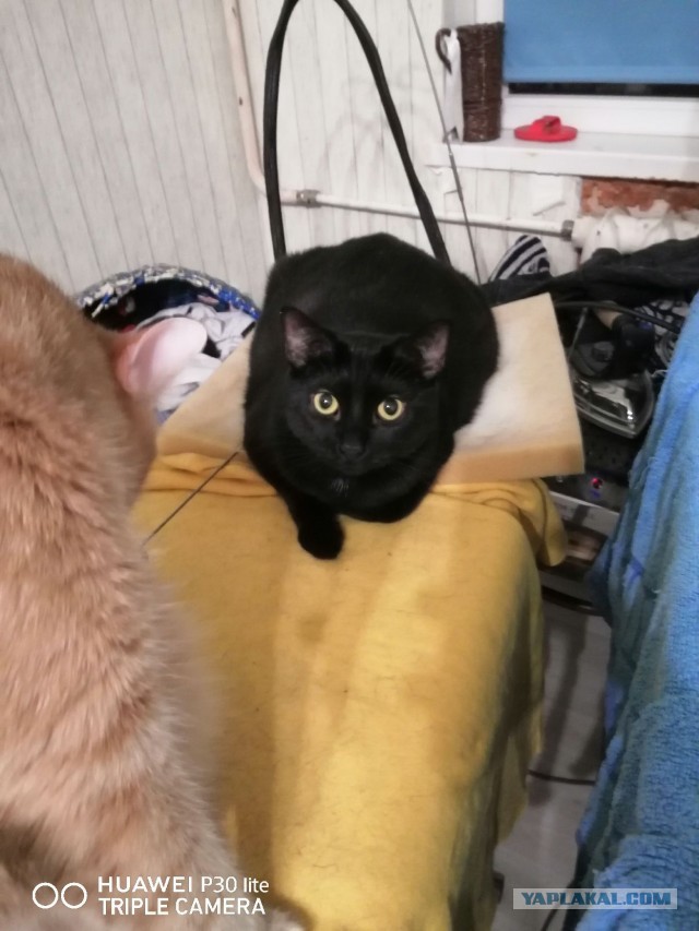 Котовторник