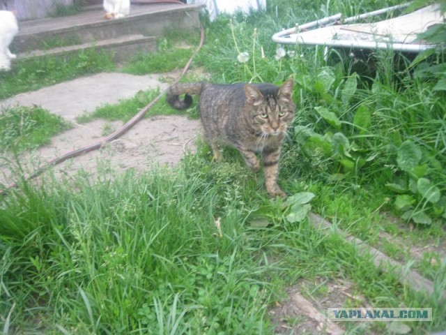 Жизнь домашнего приюта для котеек 398