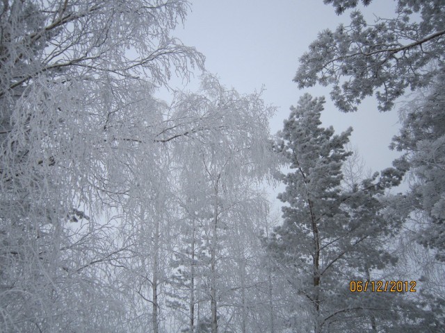Красноярская тайга