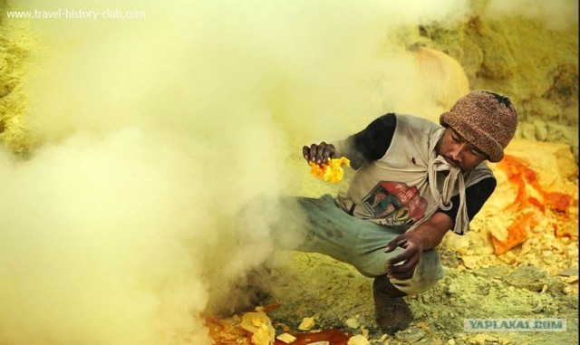 Они живут только 40 лет