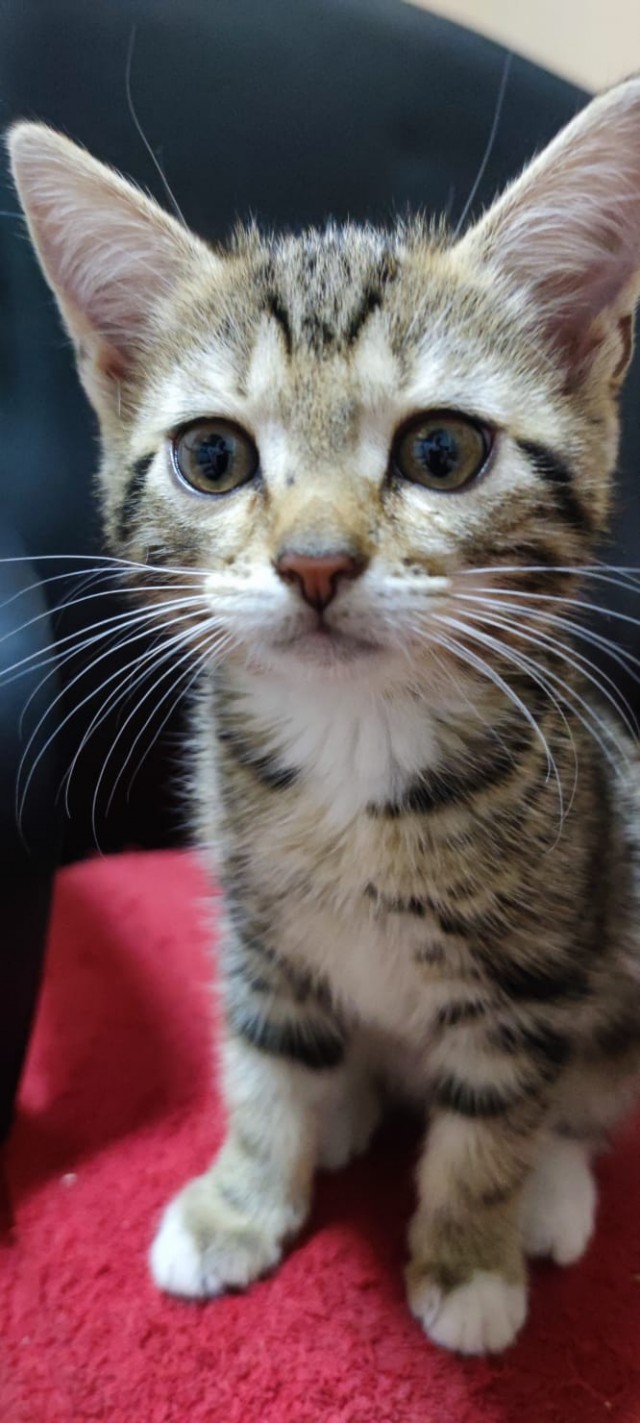 С Котовторником вас! Зовут Чеса!