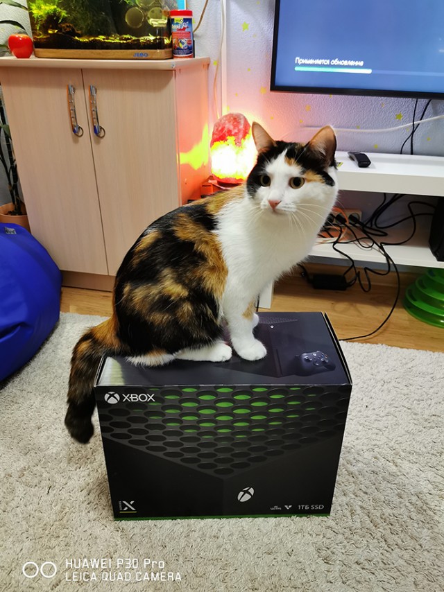 Котовторник