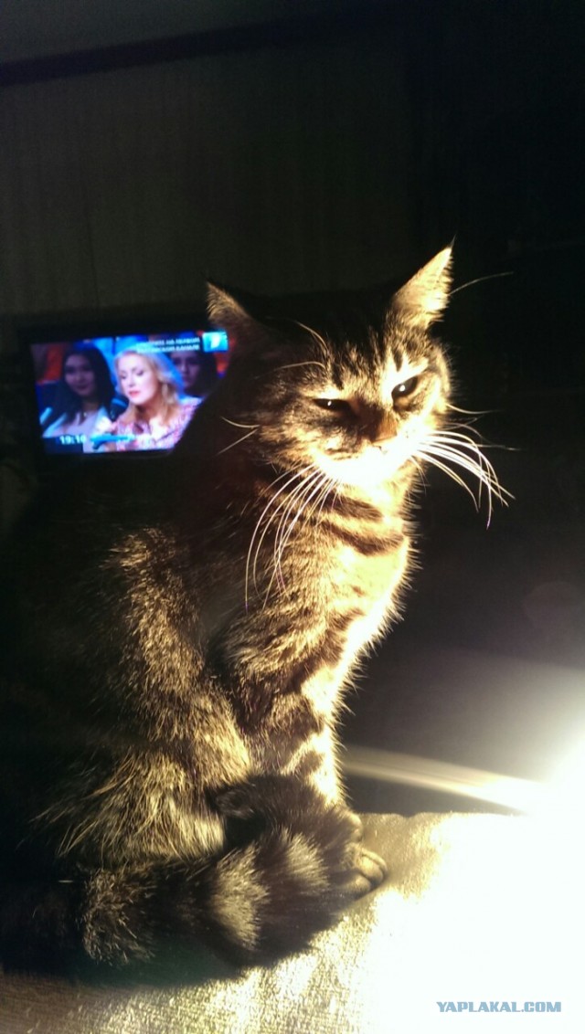 Котодракула