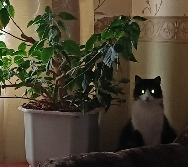 Котовторник