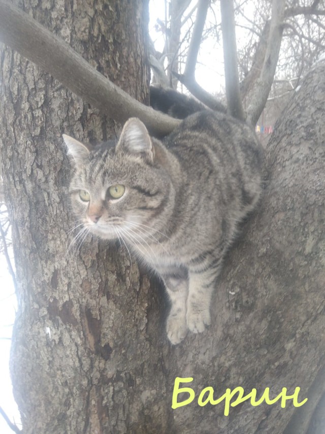 Жизнь домашнего приюта "Котоленд" 386