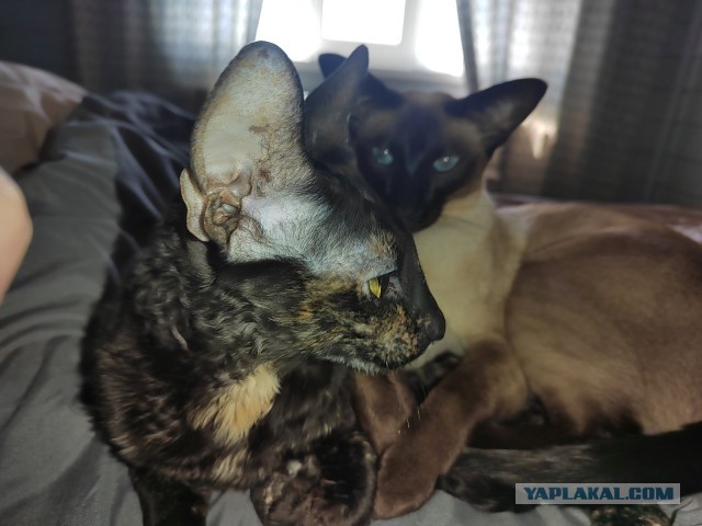 Начинаем котофторник?