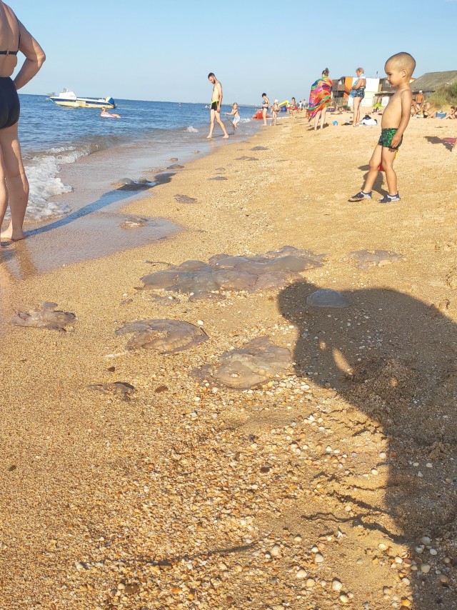 Тем временем в Кучугурах.
